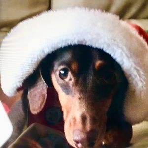 Meet your Posher, Molly